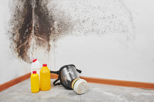 Best Mold Removal Company Near Me  in Fort Dick, CA