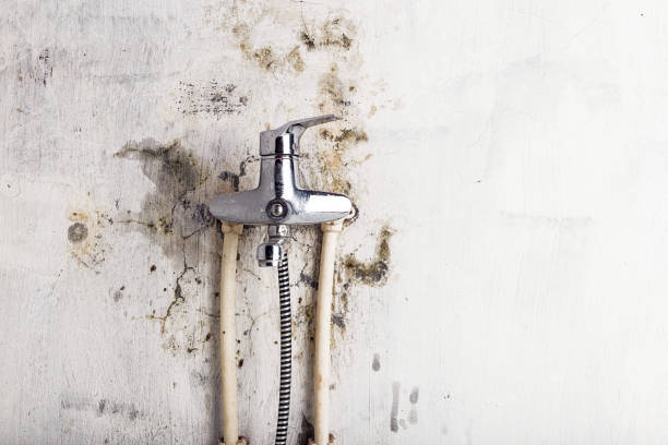 Best Mold Removal Company Near Me  in Fort Dick, CA