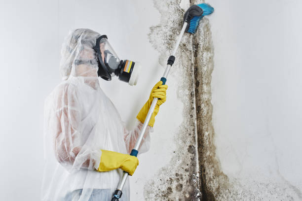 Best Best Mold Removal Companies  in Fort Dick, CA