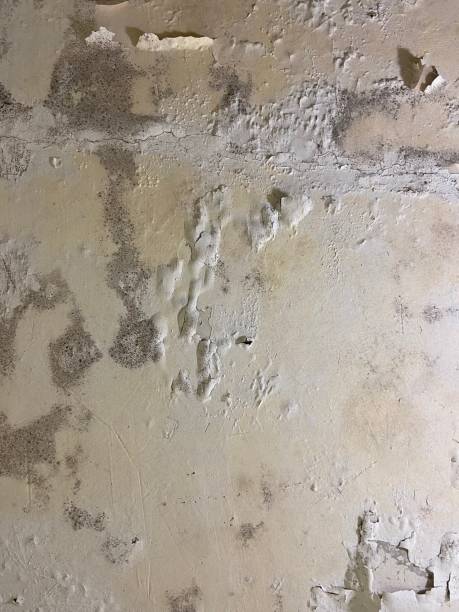 Best Black Mold Removal  in Fort Dick, CA