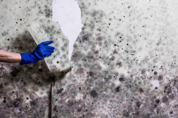 Best Crawl Space Mold Removal  in Fort Dick, CA