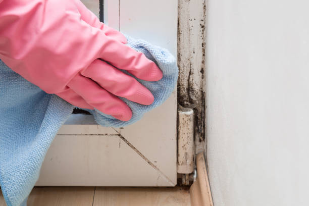 Best Fast Mold Removal  in Fort Dick, CA