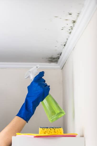 Best Office Mold Removal Services  in Fort Dick, CA